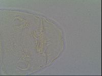 Pseudechiniscus ramazzottii image