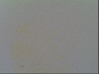 Pseudechiniscus ramazzottii image