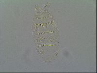 Pseudechiniscus ramazzottii image