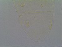 Pseudechiniscus ramazzottii image
