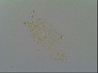 Pseudechiniscus ramazzottii image