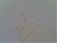 Pseudechiniscus ramazzottii facettalis image