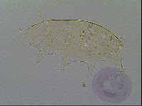 Pseudechiniscus ramazzottii image