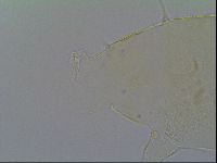 Pseudechiniscus ramazzottii facettalis image