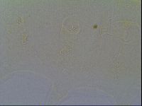Pseudechiniscus ramazzottii facettalis image