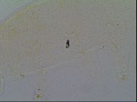 Pseudechiniscus ramazzottii image