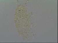 Pseudechiniscus ramazzottii image