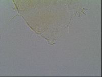 Pseudechiniscus ramazzottii facettalis image