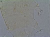 Pseudechiniscus ramazzottii image