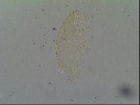 Pseudechiniscus ramazzottii image