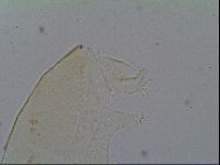 Pseudechiniscus ramazzottii image