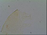 Pseudechiniscus ramazzottii image