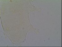 Pseudechiniscus ramazzottii image