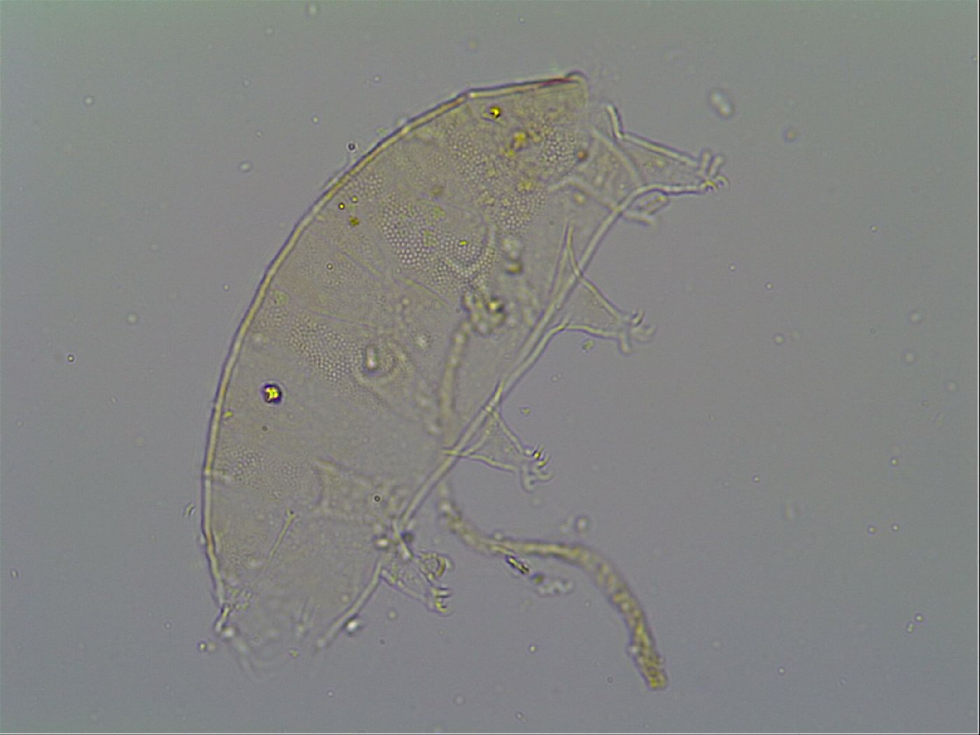 Pseudechiniscus ramazzottii facettalis image