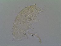 Pseudechiniscus ramazzottii facettalis image