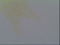 Pseudechiniscus ramazzottii image