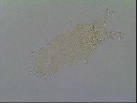 Pseudechiniscus ramazzottii image
