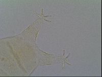 Pseudechiniscus ramazzottii image