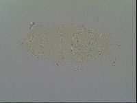 Pseudechiniscus suillus image