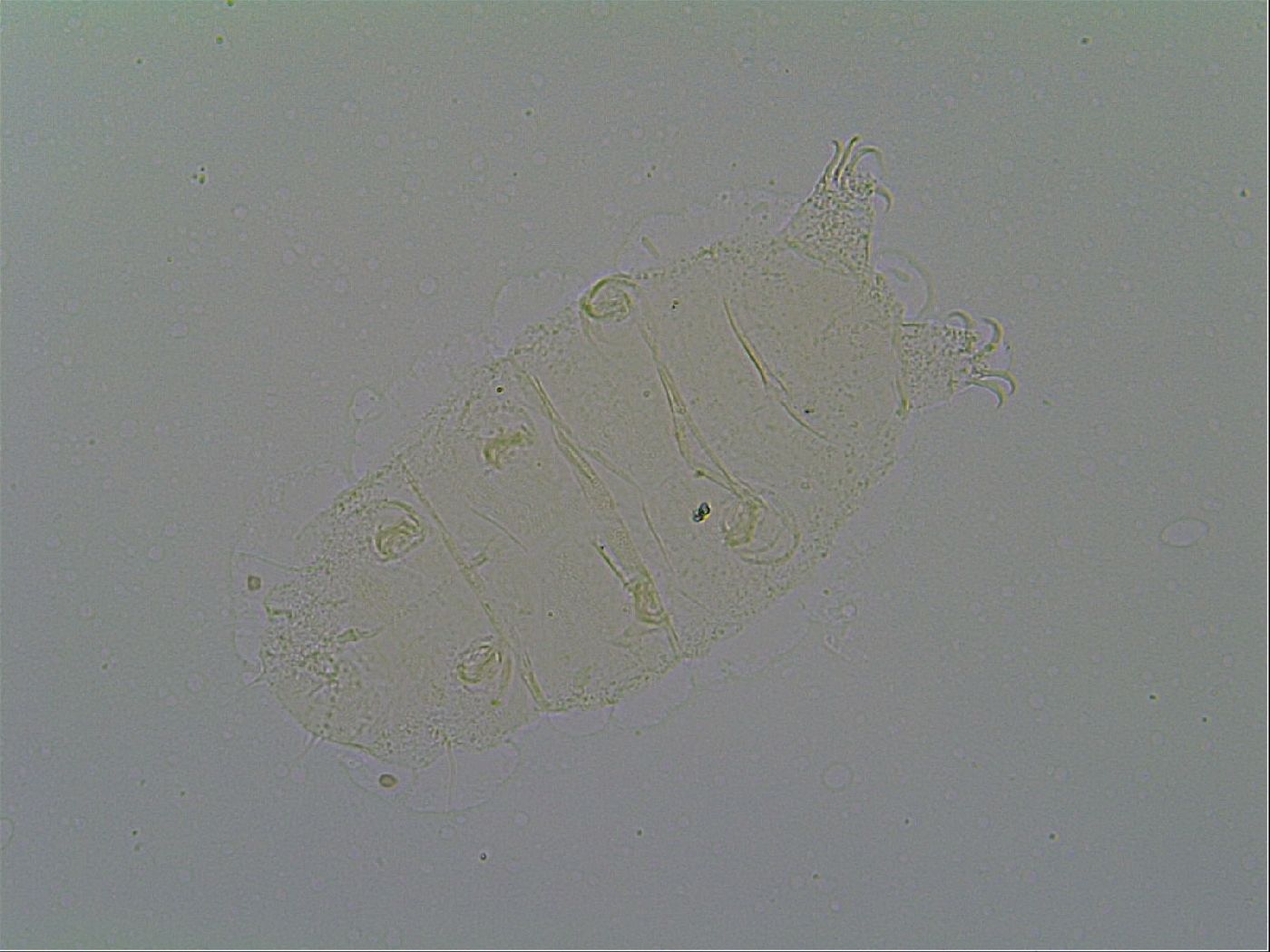 Pseudechiniscus suillus image