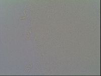 Pseudechiniscus ramazzottii image