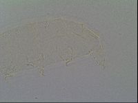 Pseudechiniscus suillus image