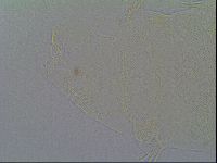 Pseudechiniscus suillus image