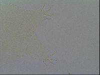 Pseudechiniscus suillus image