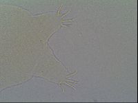 Pseudechiniscus suillus image