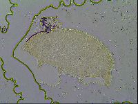 Pseudechiniscus ramazzottii image