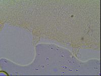 Pseudechiniscus ramazzottii image