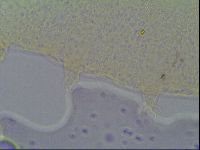 Pseudechiniscus ramazzottii image