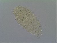 Pseudechiniscus suillus image