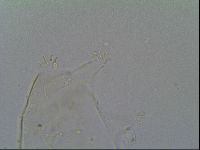 Pseudechiniscus suillus image