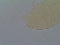 Pseudechiniscus suillus image