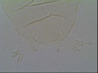 Pseudechiniscus suillus image