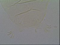 Pseudechiniscus suillus image