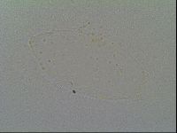 Pseudechiniscus suillus image