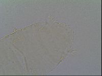 Pseudechiniscus suillus image