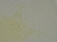 Pseudechiniscus suillus image