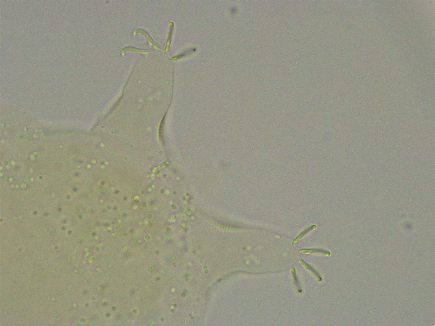 Pseudechiniscus suillus image
