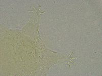 Pseudechiniscus suillus image