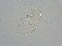 Pseudechiniscus suillus image