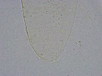 Pseudechiniscus suillus image