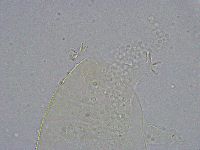 Pseudechiniscus suillus image