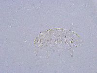 Pseudechiniscus suillus image