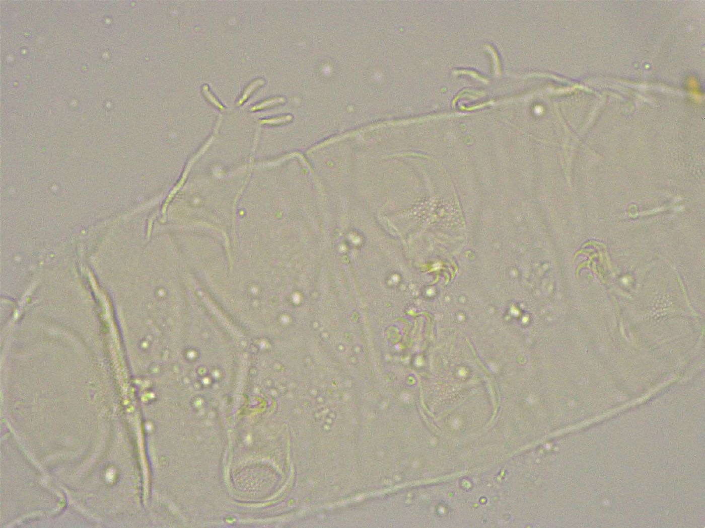 Pseudechiniscus suillus image