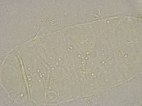 Pseudechiniscus suillus image