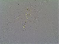 Macrobiotus islandicus image