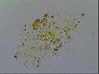 Ramazzottius oberhaeuseri image